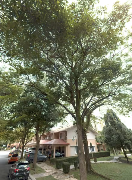 tree photo