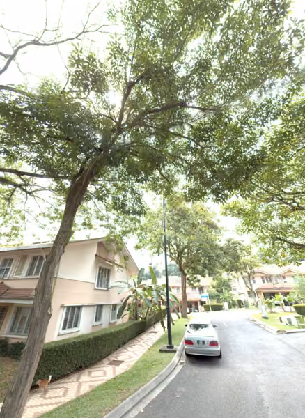 tree photo