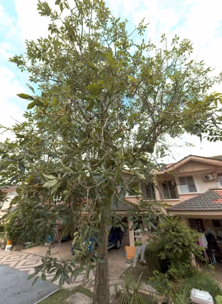 tree photo