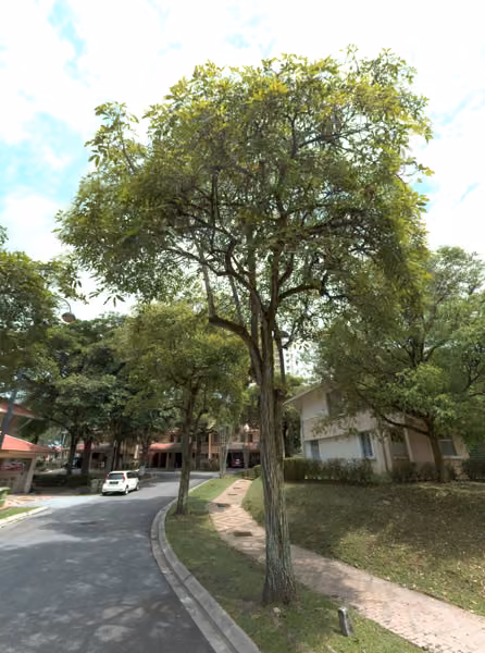 tree photo