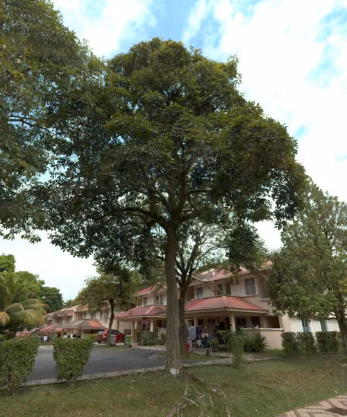 tree photo