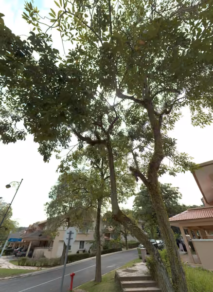 tree photo