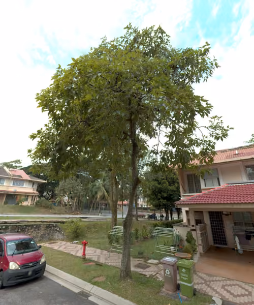 tree photo