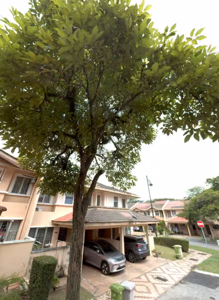 tree photo