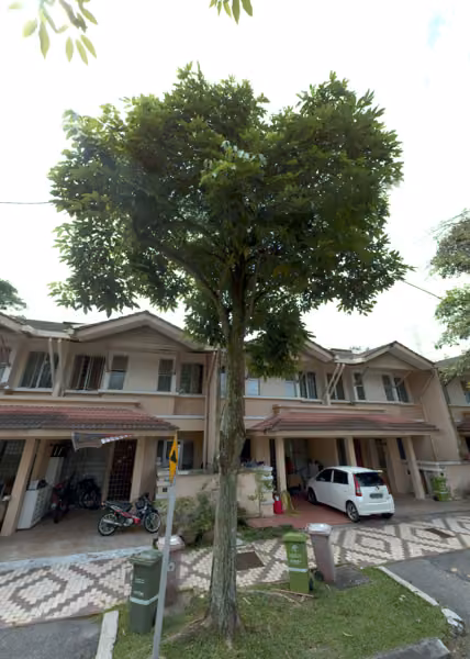 tree photo