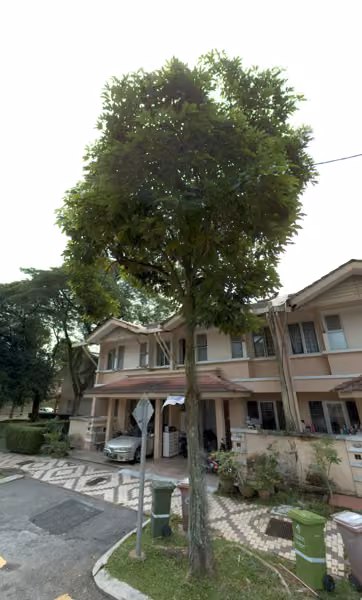 tree photo