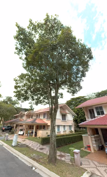 tree photo