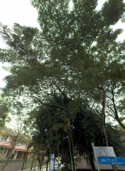 tree photo