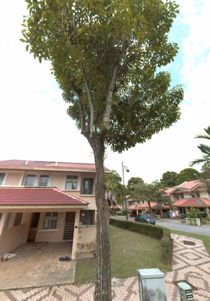 tree photo