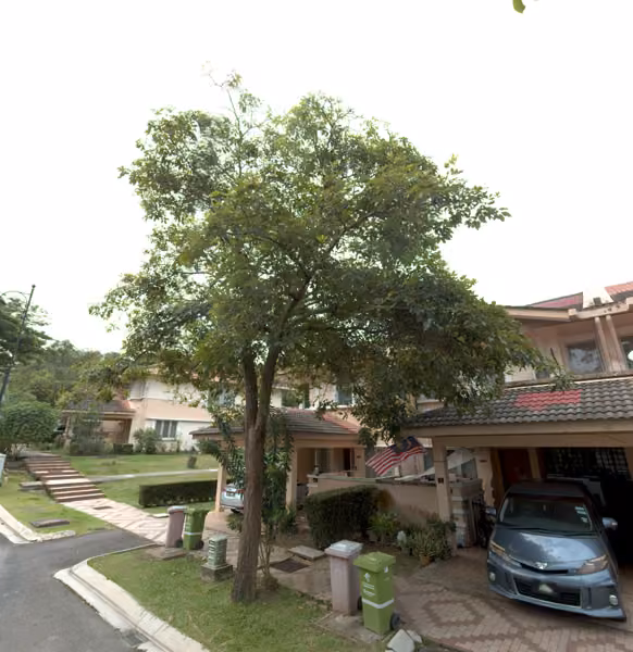 tree photo