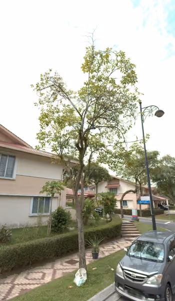 tree photo