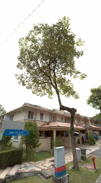 tree photo