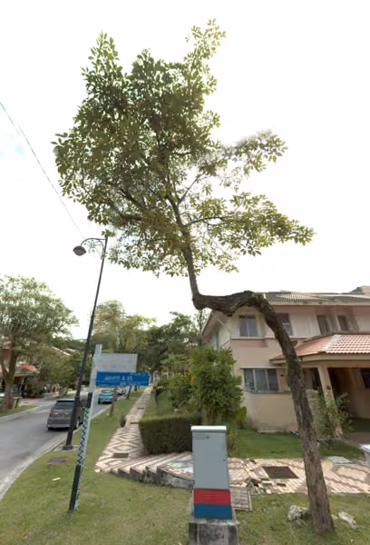 tree photo
