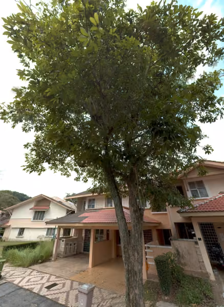 tree photo