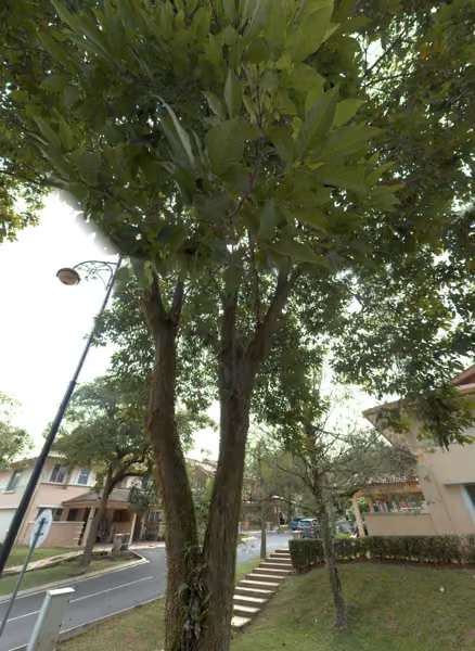 tree photo