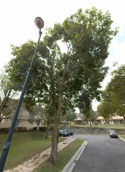 tree photo