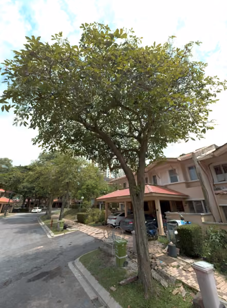 tree photo