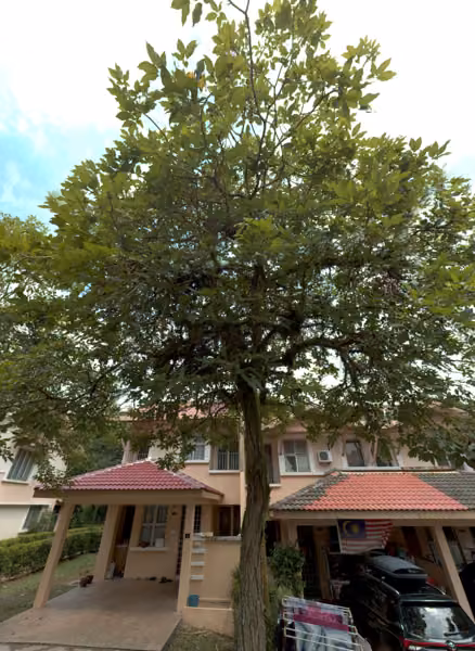 tree photo
