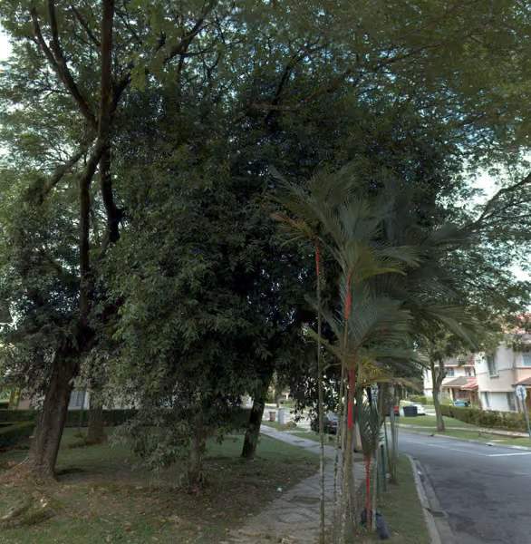 tree photo