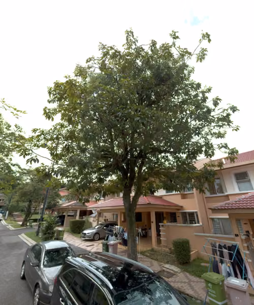 tree photo