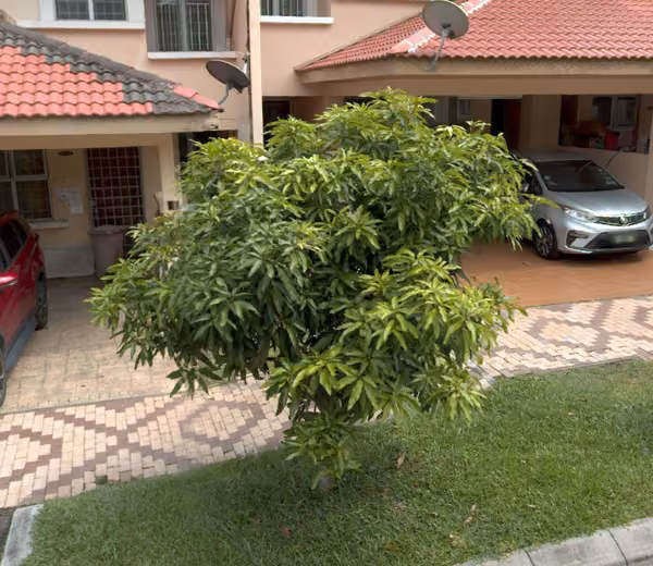 tree photo