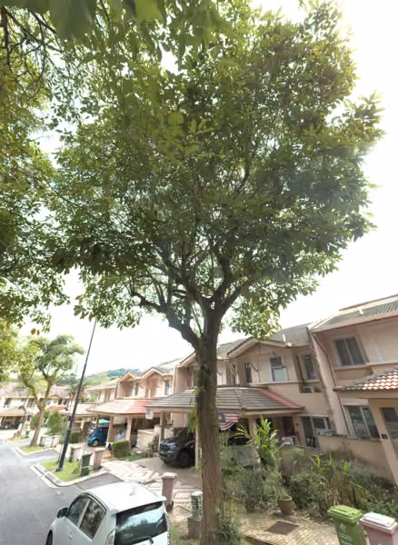 tree photo