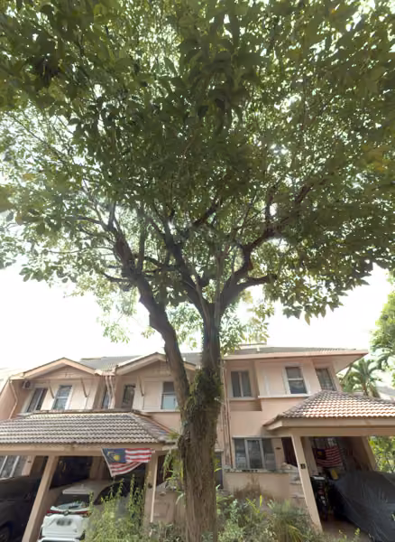 tree photo