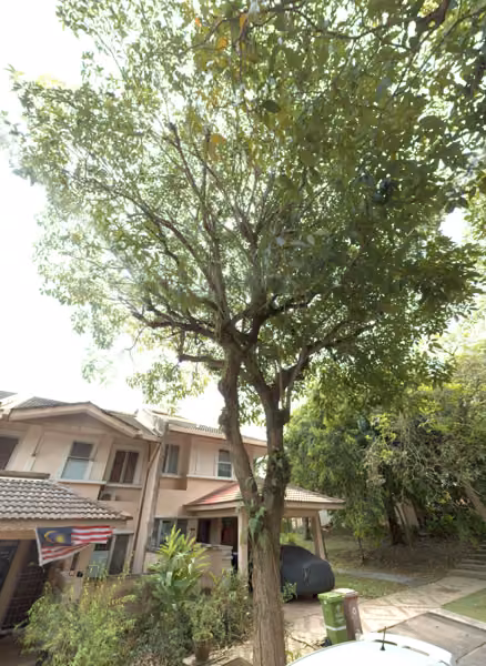 tree photo