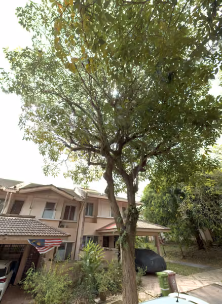 tree photo