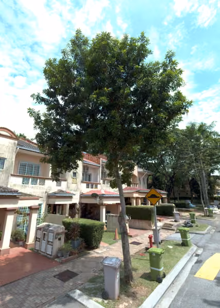 tree photo