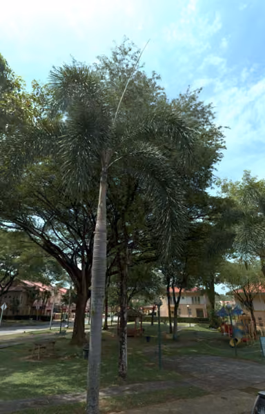 tree photo