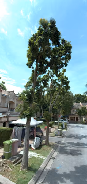 tree photo