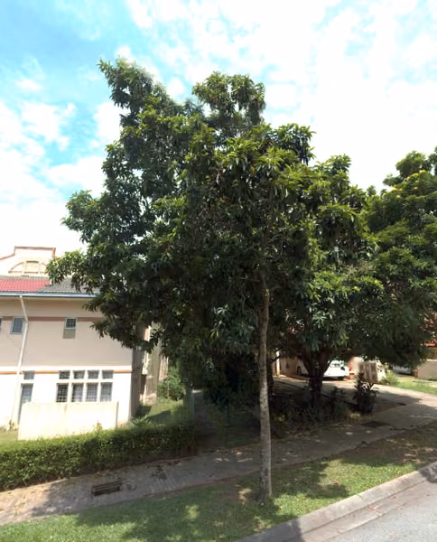 tree photo