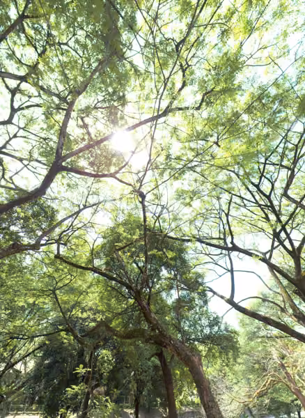 tree photo