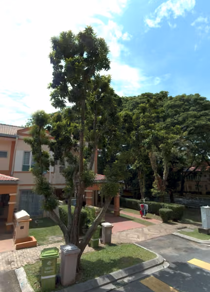 tree photo