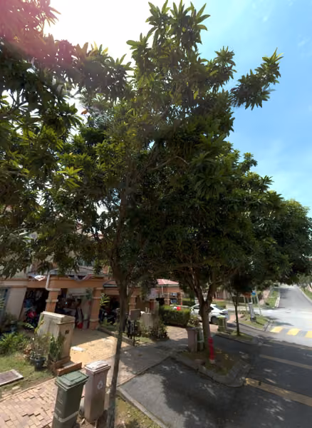 tree photo