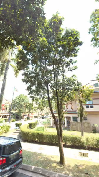 tree photo