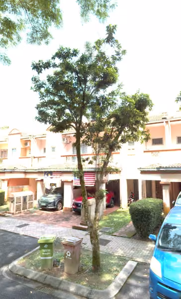 tree photo
