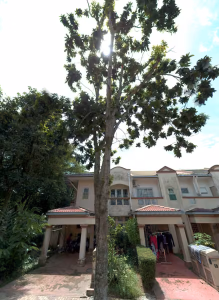 tree photo