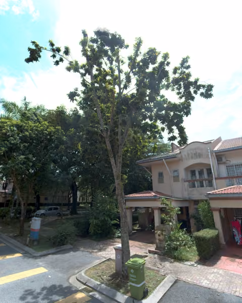 tree photo