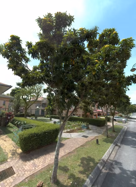 tree photo