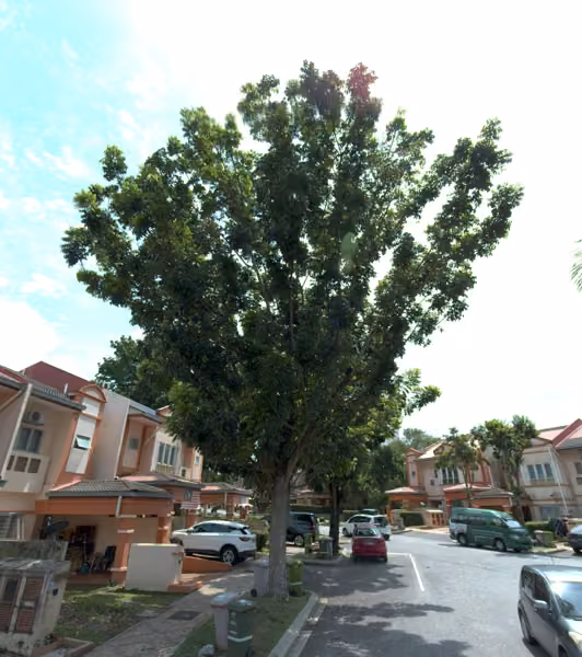 tree photo