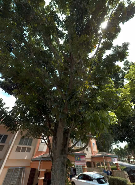 tree photo