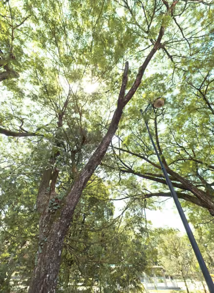 tree photo