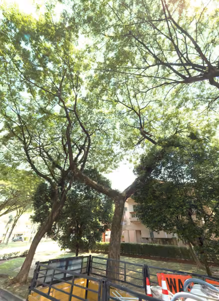 tree photo