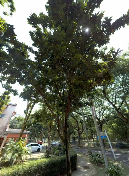 tree photo