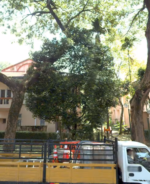tree photo