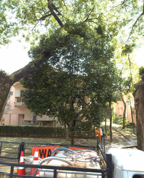 tree photo