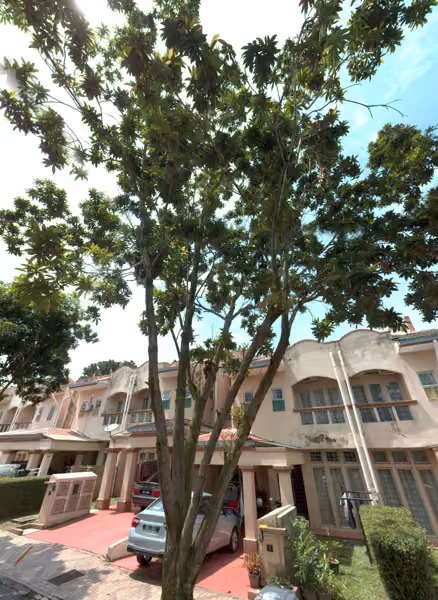 tree photo