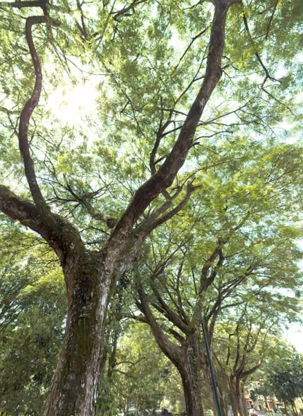 tree photo